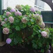 ヒメ日記 2025/07/14 23:27 投稿 智景(ちかげ) 相模原人妻城