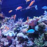 ヒメ日記 2025/08/30 12:12 投稿 智景(ちかげ) 相模原人妻城