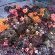 ヒメ日記 2025/09/07 05:57 投稿 智景(ちかげ) 相模原人妻城