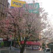 ヒメ日記 2026/03/30 08:33 投稿 智景(ちかげ) 相模原人妻城