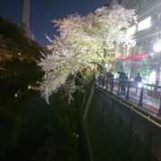 ヒメ日記 2026/04/12 20:57 投稿 智景(ちかげ) 相模原人妻城