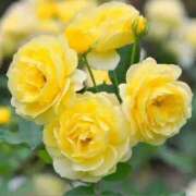 さゆり 明日のご予約ありがとうございます💓 性腺熟女100％（デリヘル市場）