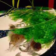 ヒメ日記 2025/08/04 23:00 投稿 かなた 即トク奥さん