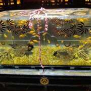 ヒメ日記 2025/09/09 01:28 投稿 かなた 即トク奥さん