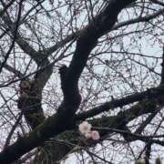 りょう 開花♡ スイカ