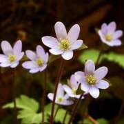 ヒメ日記 2025/01/05 07:21 投稿 りさこ みやこ