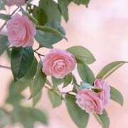 ヒメ日記 2025/01/26 07:39 投稿 りさこ みやこ