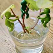 ヒメ日記 2025/03/14 07:19 投稿 りさこ みやこ