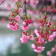 ヒメ日記 2025/03/31 07:09 投稿 りさこ みやこ