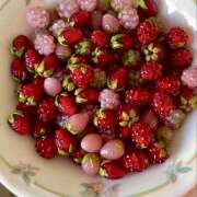 ヒメ日記 2025/04/22 07:18 投稿 りさこ みやこ