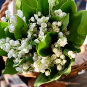 ヒメ日記 2025/05/01 07:17 投稿 りさこ みやこ