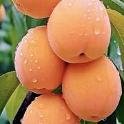 ヒメ日記 2025/06/05 07:19 投稿 りさこ みやこ