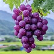 ヒメ日記 2025/06/16 07:23 投稿 りさこ みやこ