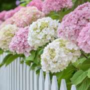 ヒメ日記 2025/06/19 07:27 投稿 りさこ みやこ