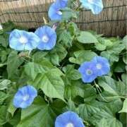 ヒメ日記 2025/07/07 07:41 投稿 りさこ みやこ