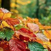 ヒメ日記 2025/09/23 07:05 投稿 りさこ みやこ