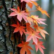 ヒメ日記 2025/09/25 07:06 投稿 りさこ みやこ