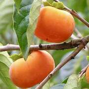 ヒメ日記 2025/10/02 07:23 投稿 りさこ みやこ