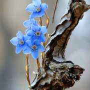 ヒメ日記 2026/02/11 07:29 投稿 りさこ みやこ