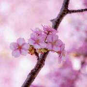 ヒメ日記 2026/03/16 07:10 投稿 りさこ みやこ