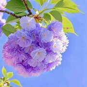 ヒメ日記 2026/03/30 07:06 投稿 りさこ みやこ