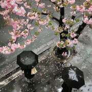 ヒメ日記 2026/04/14 07:06 投稿 りさこ みやこ