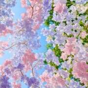 ヒメ日記 2026/05/07 07:24 投稿 りさこ みやこ