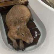 ヒメ日記 2024/12/13 10:31 投稿 和田 西川口デッドボール