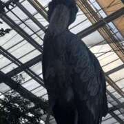 ヒメ日記 2025/02/10 12:50 投稿 ♡ひなの先生♡ 梅田ムチぽよ女学院