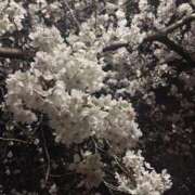 ヒメ日記 2025/04/04 00:50 投稿 ♡ひなの先生♡ 梅田ムチぽよ女学院