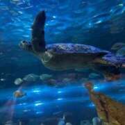 ヒメ日記 2025/08/11 11:10 投稿 ♡ひなの先生♡ 梅田ムチぽよ女学院