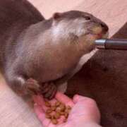 ヒメ日記 2025/09/18 02:50 投稿 ♡ひなの先生♡ 梅田ムチぽよ女学院