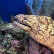 ヒメ日記 2025/11/17 13:20 投稿 ♡ひなの先生♡ 梅田ムチぽよ女学院