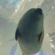 ヒメ日記 2025/11/20 21:50 投稿 ♡ひなの先生♡ 梅田ムチぽよ女学院