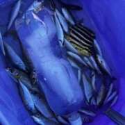 ヒメ日記 2026/01/19 01:00 投稿 ♡ひなの先生♡ 梅田ムチぽよ女学院