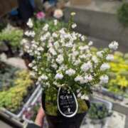 ヒメ日記 2025/02/04 20:38 投稿 Nozomi LovingTouch（ラビングタッチ）