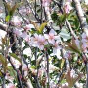 ヒメ日記 2025/03/25 20:48 投稿 Nozomi LovingTouch（ラビングタッチ）