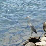 ヒメ日記 2025/07/06 20:48 投稿 Nozomi LovingTouch（ラビングタッチ）