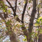 ヒメ日記 2025/04/09 11:13 投稿 てんり プールサイド