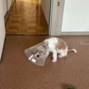 ヒメ日記 2025/09/29 06:09 投稿 わかな エデンR