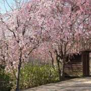 星野　友花 花見^ - ^ 五十路マダム金沢店