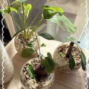 ヒメ日記 2025/03/25 09:51 投稿 かなで Blue Lagoon(ブルーラグーン)