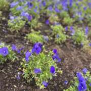 ヒメ日記 2025/05/19 23:07 投稿 るか 恋する人妻