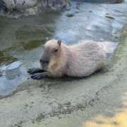 ヒメ日記 2025/01/04 09:45 投稿 える 学校帰りの妹に手コキしてもらった件 谷九