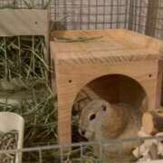 ヒメ日記 2025/08/21 09:30 投稿 える 学校帰りの妹に手コキしてもらった件 谷九