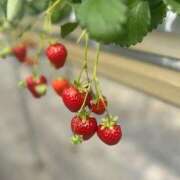 ヒメ日記 2025/04/02 12:08 投稿 こはる マリン千姫