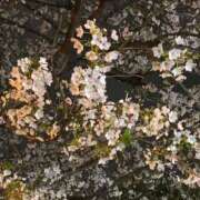 ヒメ日記 2025/04/02 23:24 投稿 綾瀬えりか(あやせえりか) ロケットワイフ