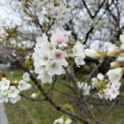 ヒメ日記 2026/04/02 14:04 投稿 ゆか 濃厚即19妻