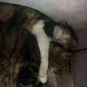 ヒメ日記 2025/02/04 13:36 投稿 滝川 なな AZITO V.I.P