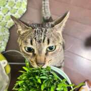 ヒメ日記 2025/02/11 06:27 投稿 滝川 なな AZITO V.I.P